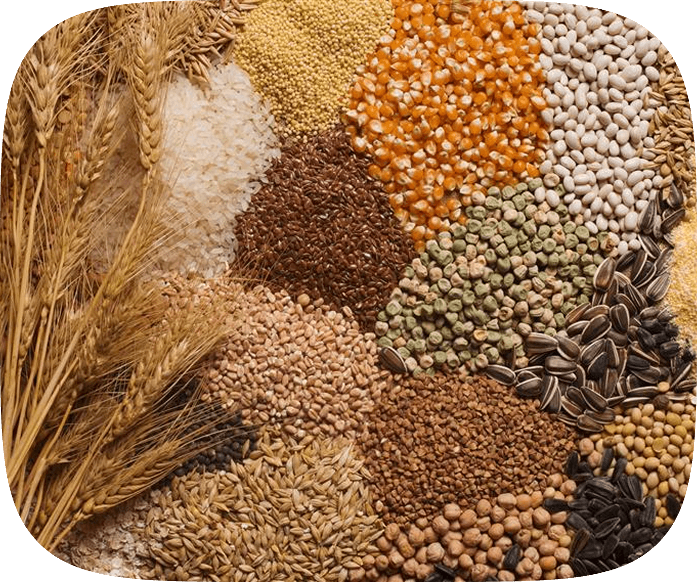 Grainli – Brewing and Pet Food
